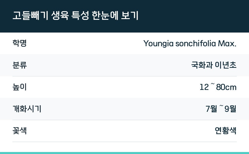 고들빼기 생육 특성 한눈에 보기