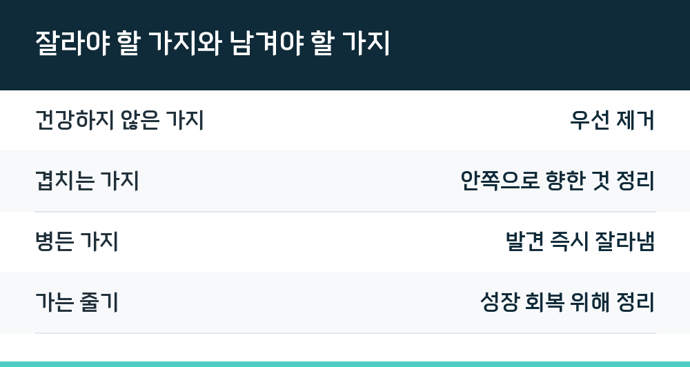 잘라야 할 가지와 남겨야 할 가지