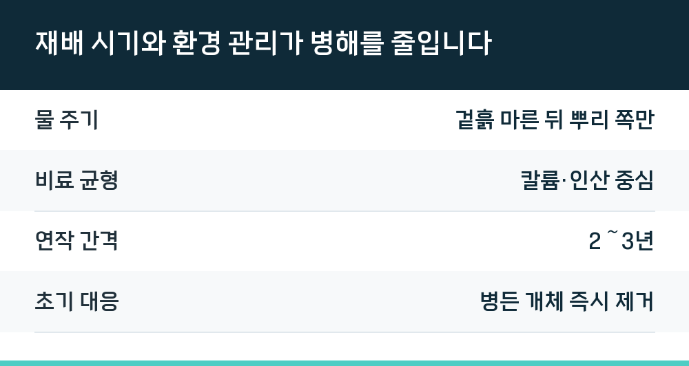 재배 시기와 환경 관리가 병해를 줄입니다