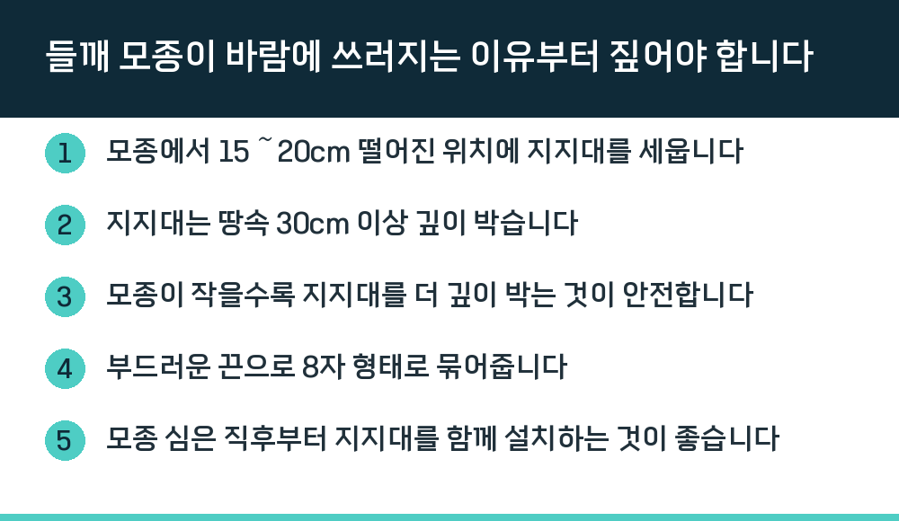 들깨 모종이 바람에 쓰러지는 이유부터 짚어야 합니다