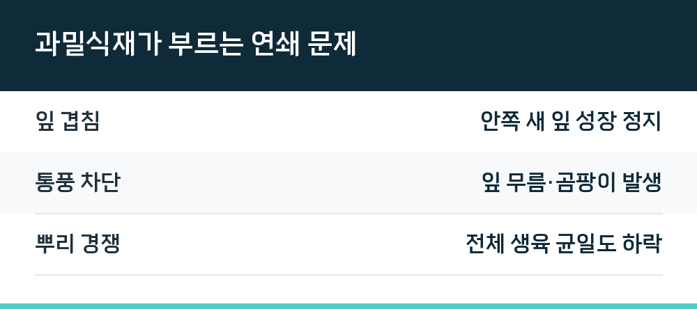 과밀식재가 부르는 연쇄 문제