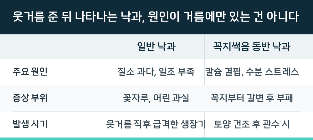 웃거름 준 뒤 나타나는 낙과, 원인이 거름에만 있는 건 아니다
