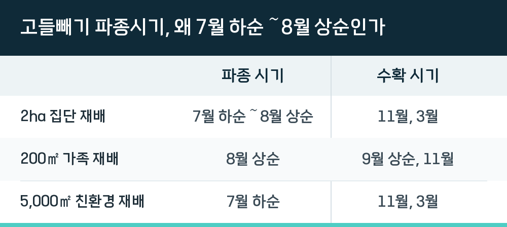고들빼기 파종시기, 왜 7월 하순~8월 상순인가