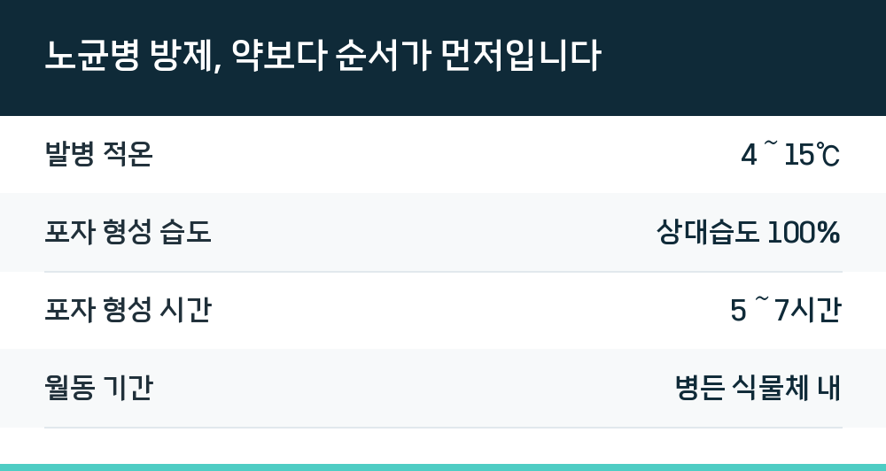 노균병 방제, 약보다 순서가 먼저입니다