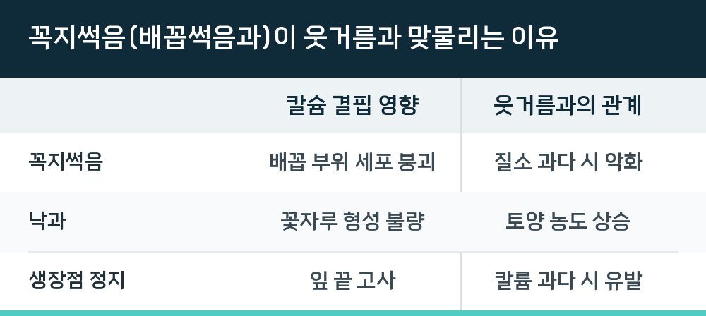 꼭지썩음(배꼽썩음과)이 웃거름과 맞물리는 이유