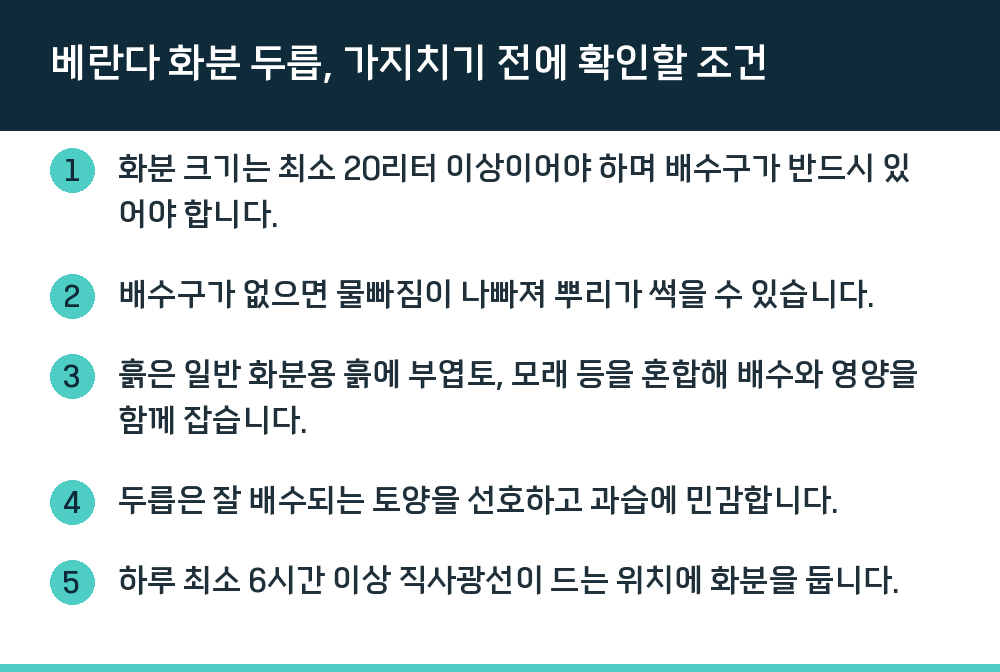 베란다 화분 두릅, 가지치기 전에 확인할 조건
