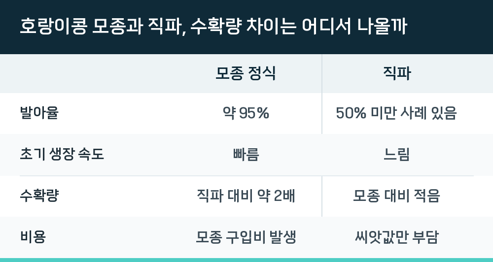 호랑이콩 모종과 직파, 수확량 차이는 어디서 나올까