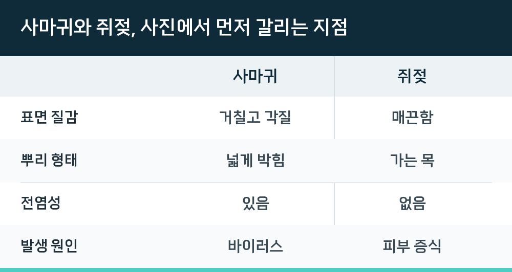 사마귀와 쥐젖, 사진에서 먼저 갈리는 지점