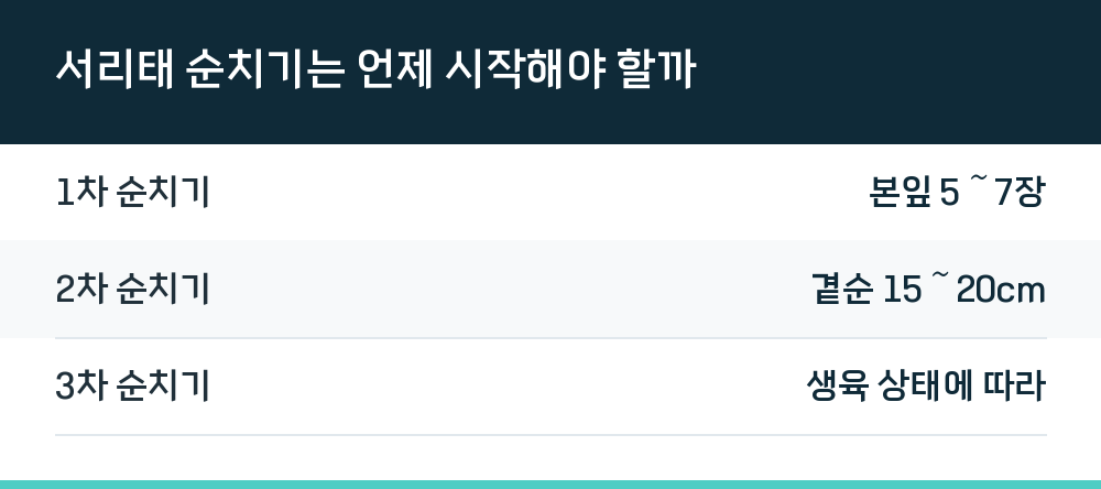 서리태 순치기는 언제 시작해야 할까
