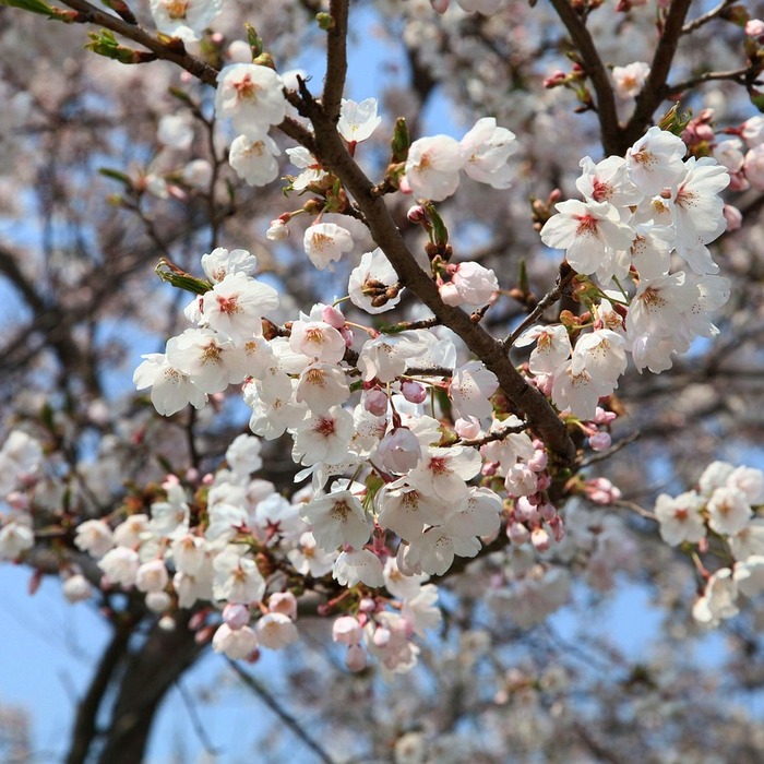 경주벚꽃축제