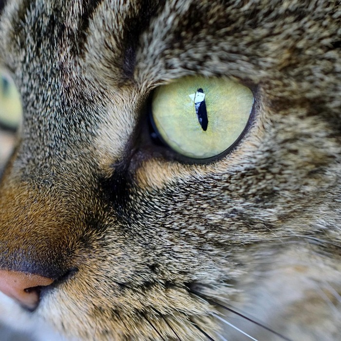고양이 꾹꾹이 행동