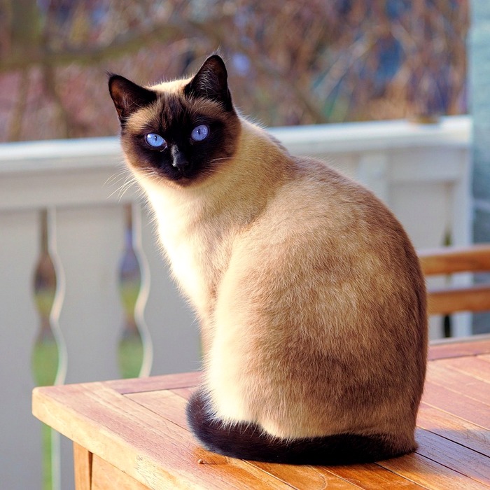 고양이 정서적 안정