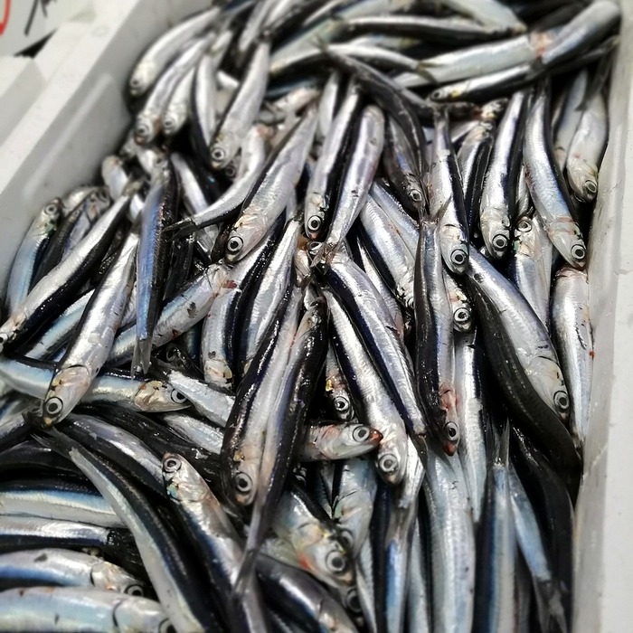 멸치액젓