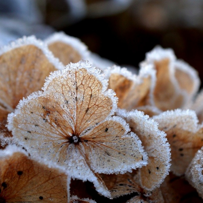 서리태 순치기
