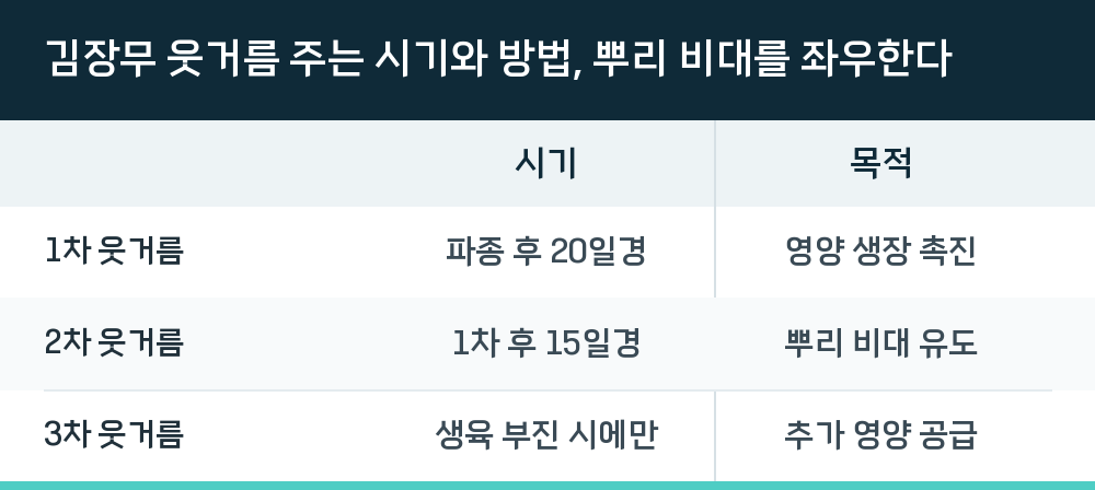 김장무 웃거름 주는 시기와 방법, 뿌리 비대를 좌우한다