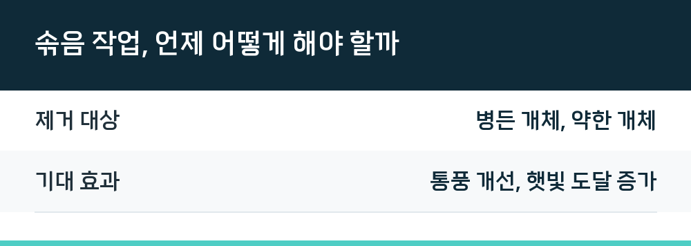 솎음 작업, 언제 어떻게 해야 할까