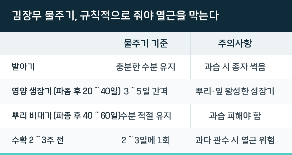 김장무 물주기, 규칙적으로 줘야 열근을 막는다